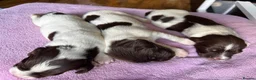 English Springer Spaniel dogs for sale: Beautiful KC registered English springer spaniels in Stratford-upon-Avon - Advert 16
