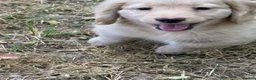 Miniature Dachshund dogs for sale: Miniature dachshund pups dna health tested  - Advert 12