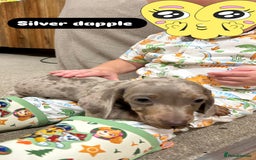 Miniature Dachshund dogs for sale: Stunning pure miniature dachshunds - Image 25