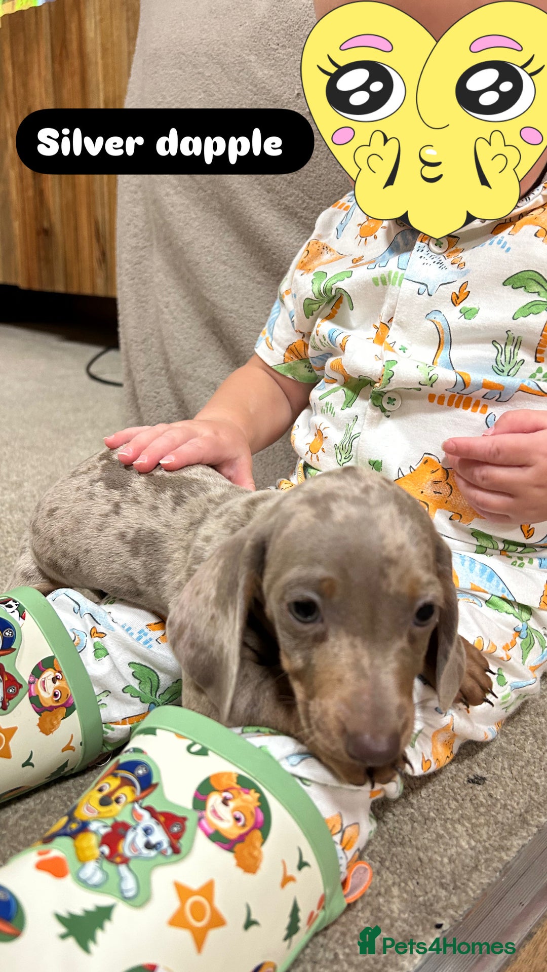 Miniature Dachshund dogs for sale: Stunning pure miniature dachshunds - Image 25