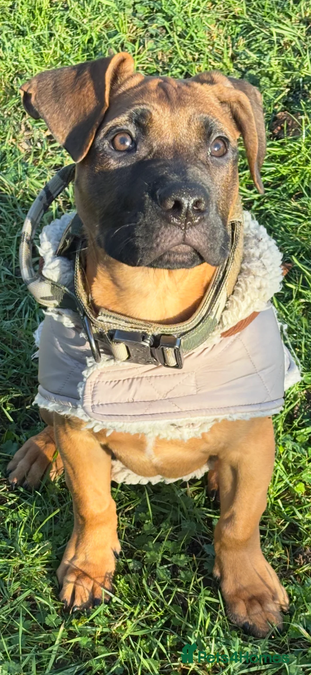 Mixed Breed dogs for sale: Rehoming my beautiful Staffie X (6 months old) - Advert 3