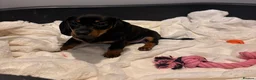 Miniature Dachshund dogs for sale: Miniature dachshund puppies - Advert 4