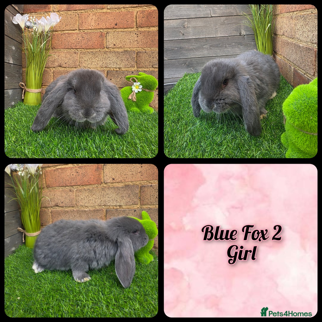French Lop rabbits for sale: Pure bred French Lops - Advert 7