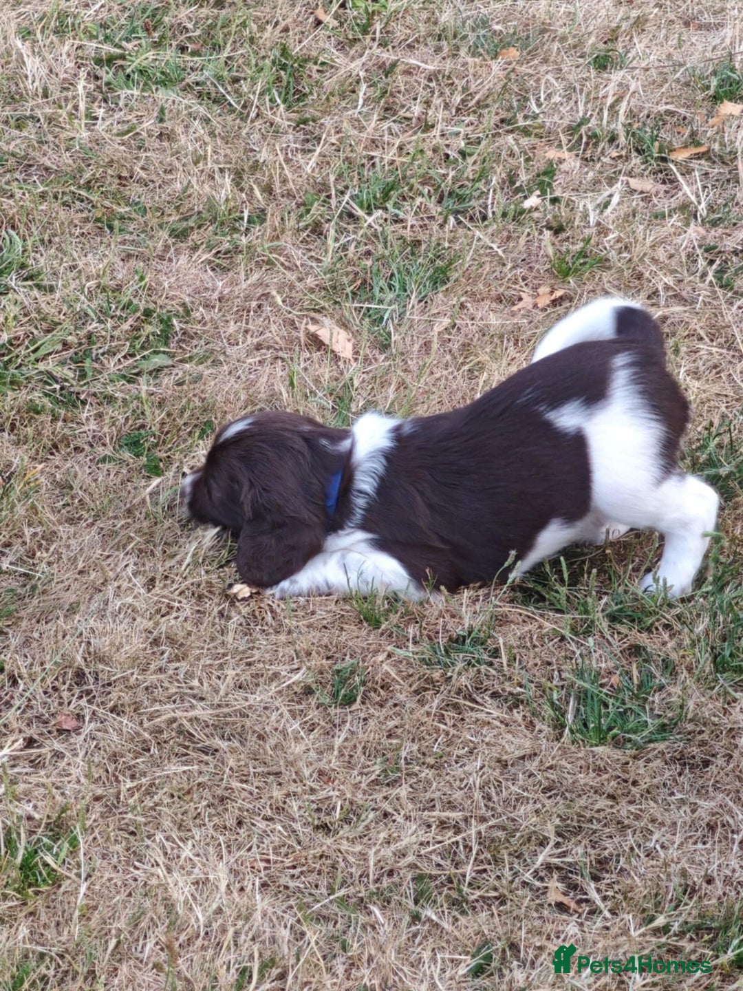 English Springer Spaniel dogs for sale: 🐾Beautiful KC Registered ES Spaniel Puppies🐾 - Image 15