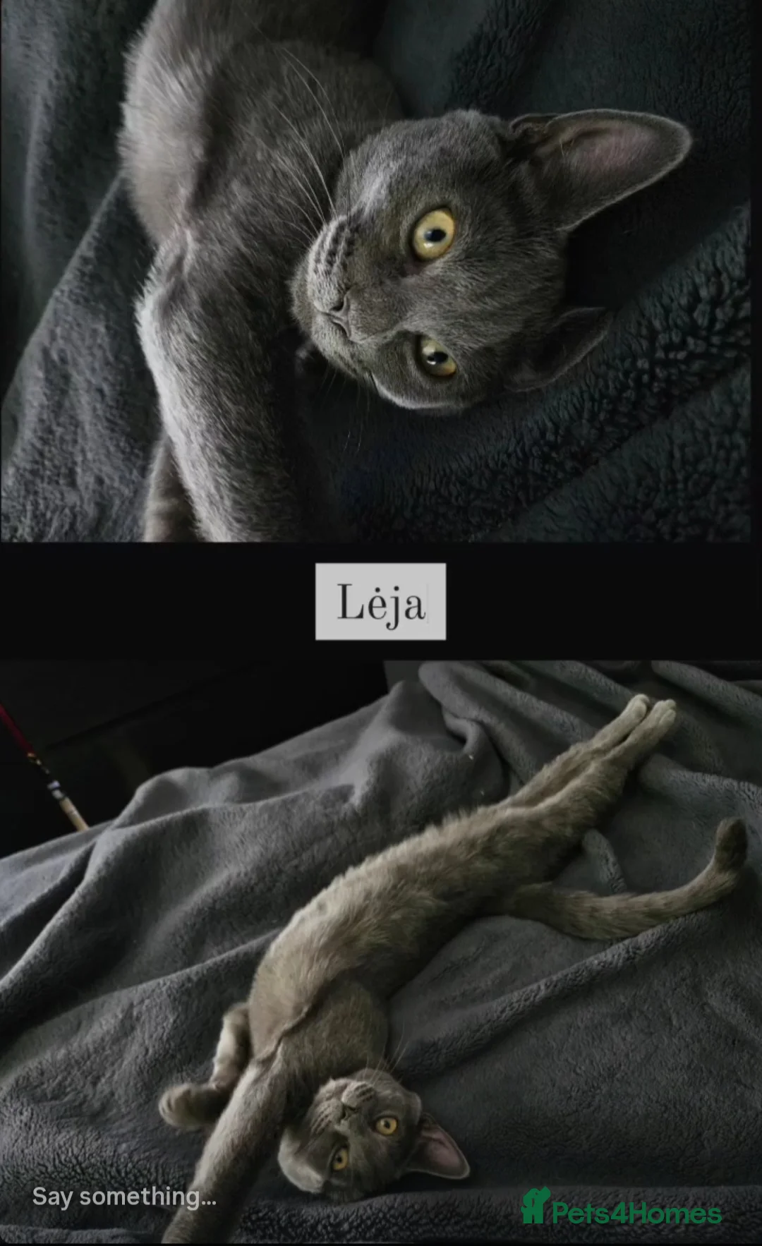 Mixed Breed cats for sale: Looking for new home free - Advert 2