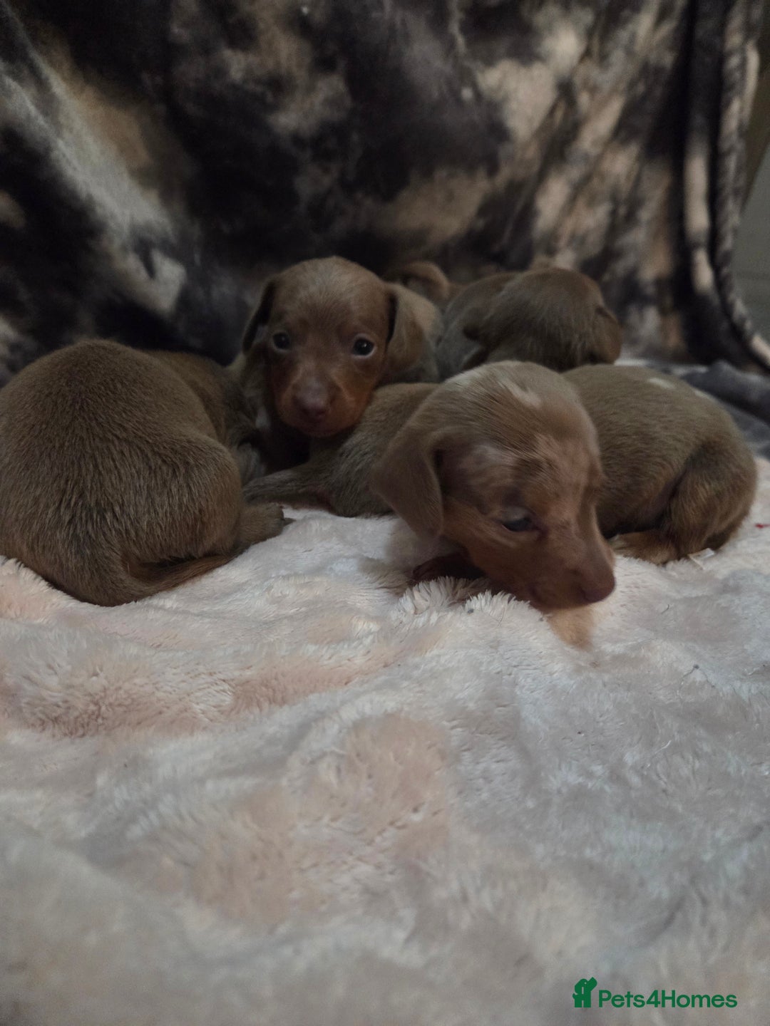 Miniature Dachshund dogs for sale: Miniature dachshund pups KC Reg - Advert 22