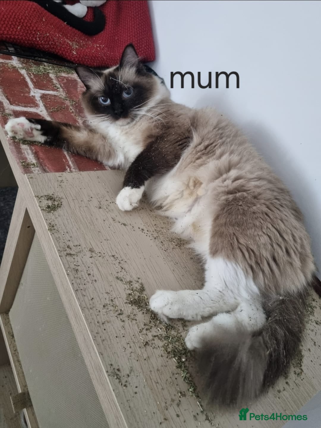 Ragdoll cats for sale: Pure Ragdoll Kittens  - Advert 17