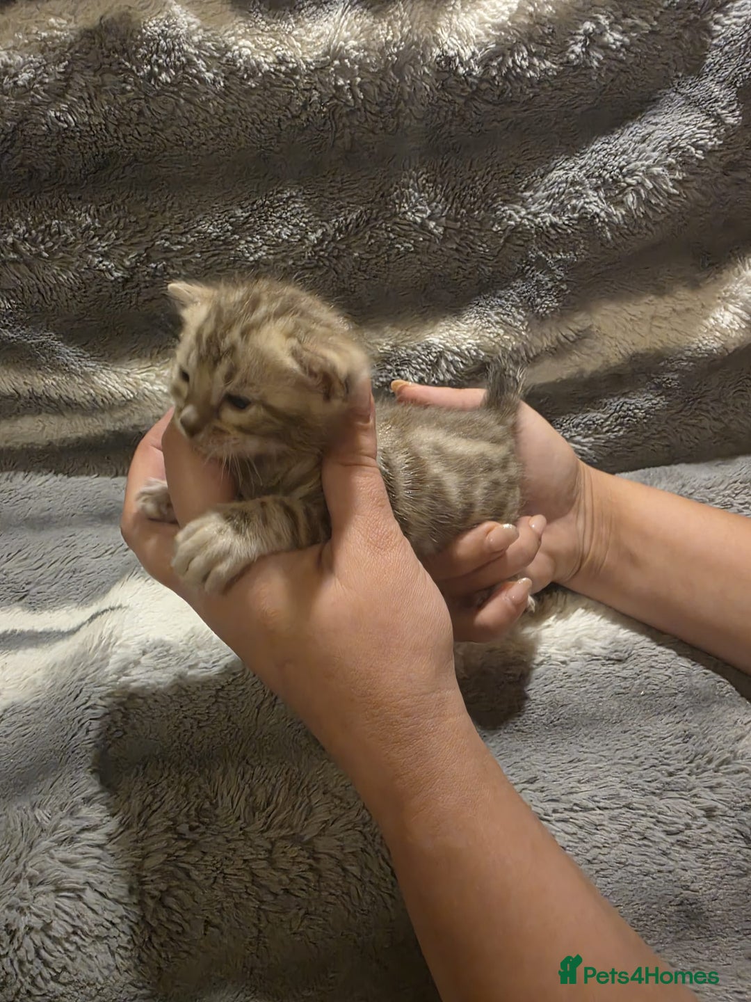 Bengal cats for sale: Rare Bengal babies - Image 7
