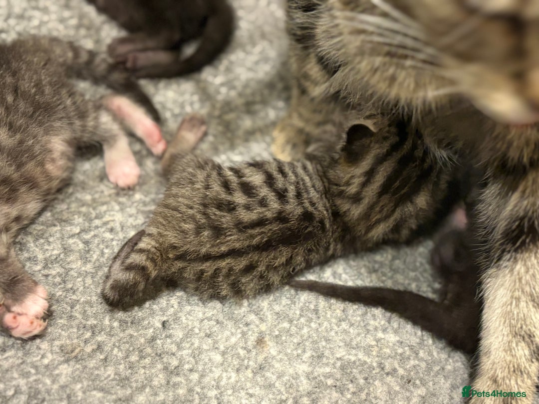 Mixed Breed cats for sale: 2 Tabby & 1 Black Female, 1 Black/White Male - Image 19