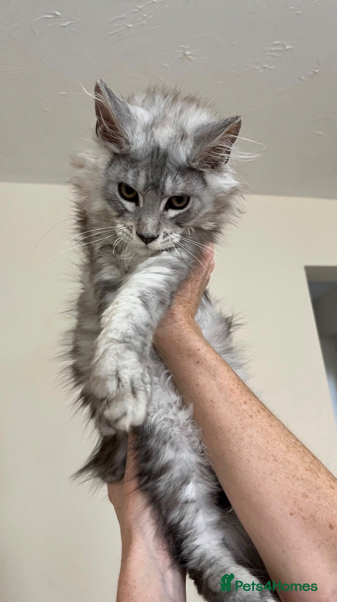 Maine Coon cats Exceptional Pedigree Maine Coon kittens available  - Advert 2