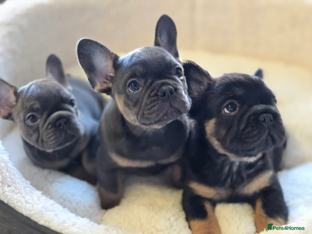 French Bulldog dogs for sale: ✨ Stunning Litter –  **  French Bulldogs ✨   - Advert 1