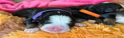 Bernese Mountain Dog dogs for sale: Beautiful Bernese Mountain Dog Puppies in Eye - Advert 7