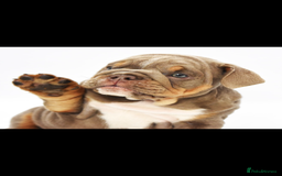 English Bulldog dogs for sale: English bulldogs - Image 4