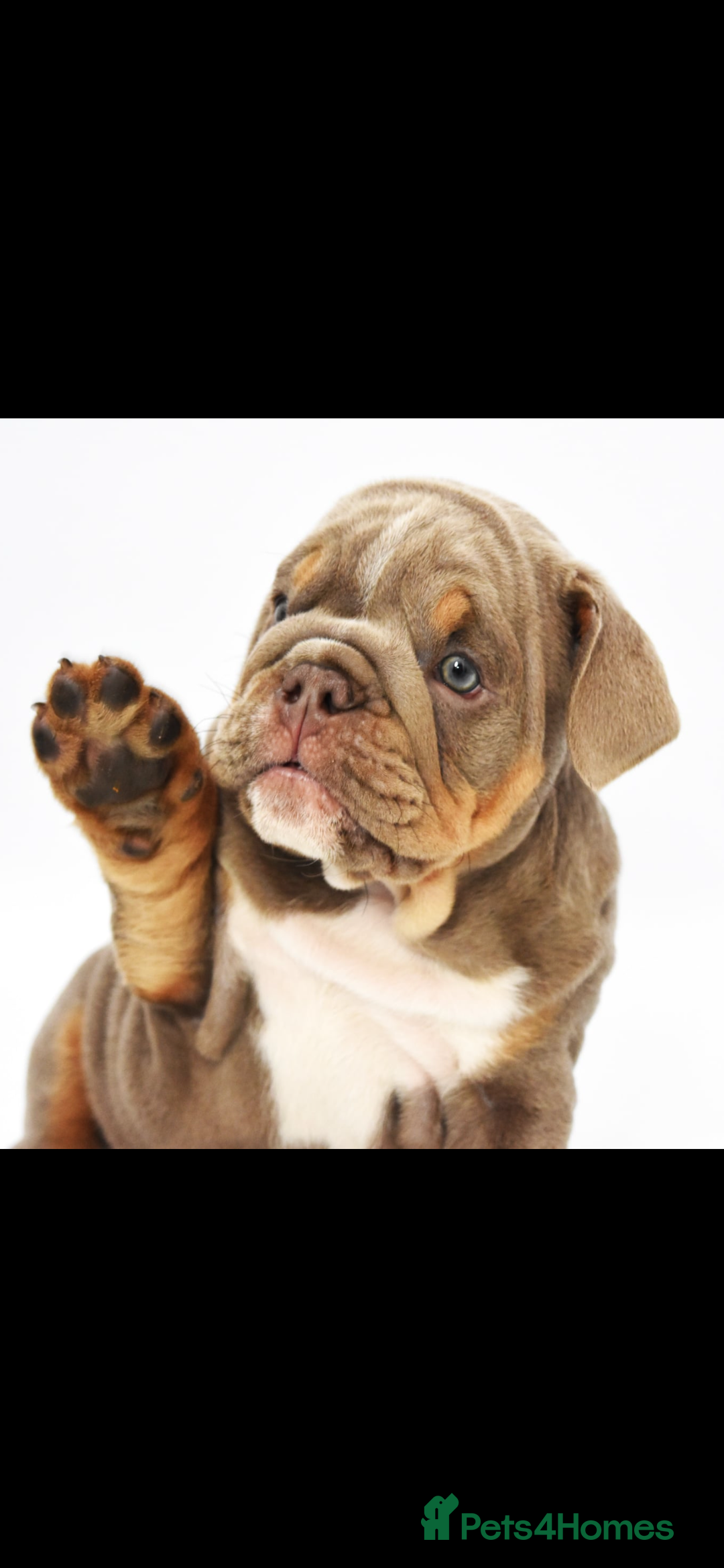 English Bulldog dogs for sale: English bulldogs - Image 4