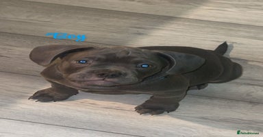 Mixed Breed dogs - Advert 15