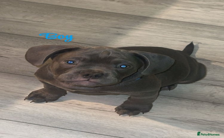 Mixed Breed dogs - Advert 1