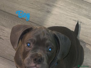 Mixed Breed dogs - Advert 5