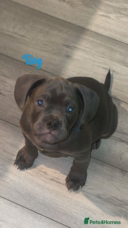 Mixed Breed dogs - Advert 1