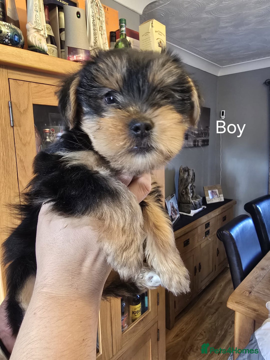 Yorkshire Terrier dogs for sale: Yorkshire terrier My Dog Luna have 4 puppies  - Image 2