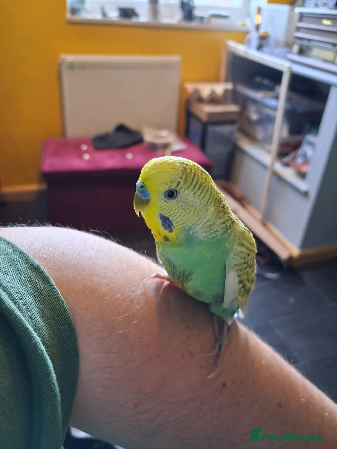 Budgerigars birds for sale: Budgie for sale  - Advert 7