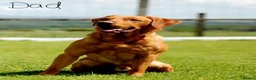 Labrador Retriever dogs for sale: KC Registered Fox Red Labrador Puppy - Advert 2