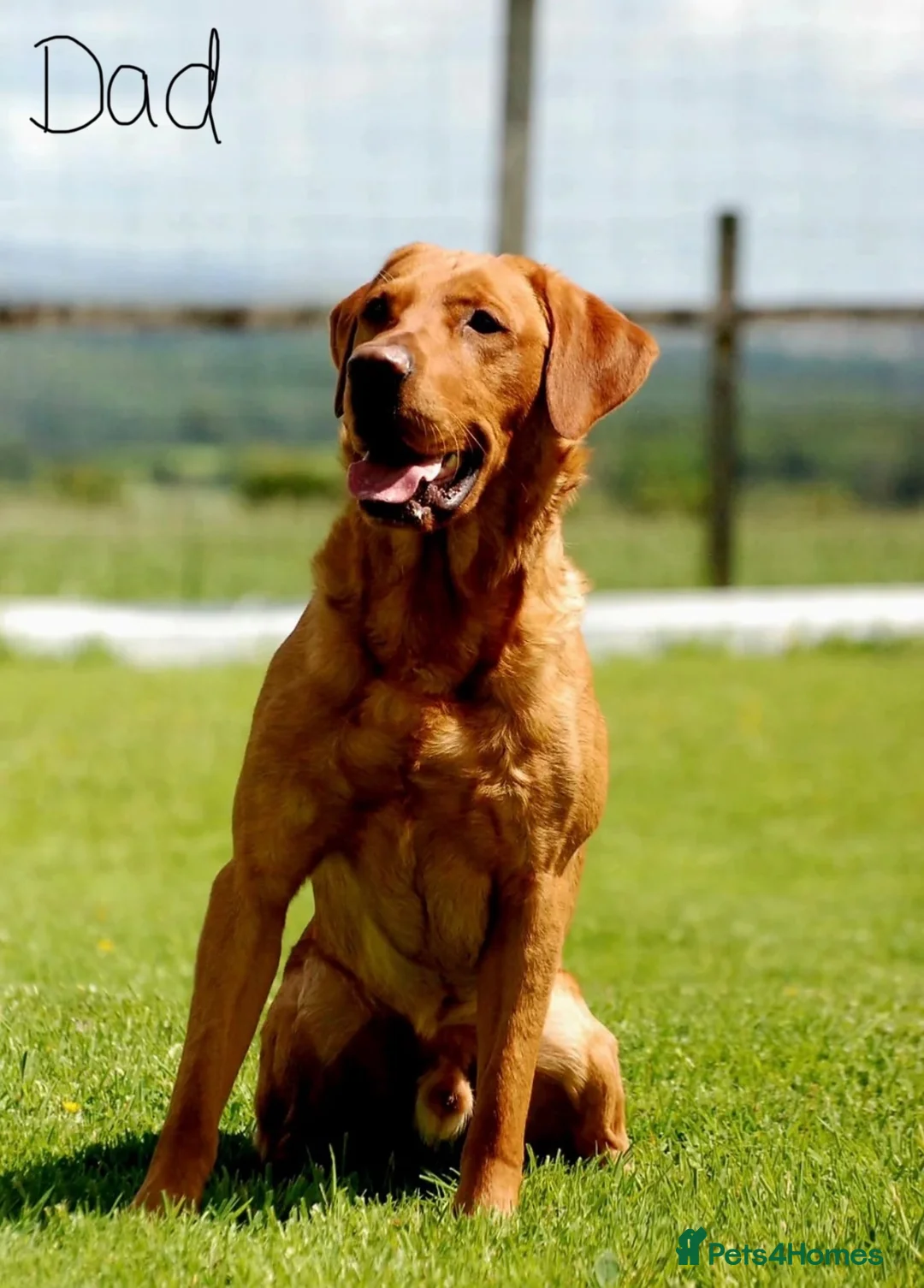 Labrador Retriever dogs for sale: KC Registered Fox Red Labrador Puppy - Advert 2