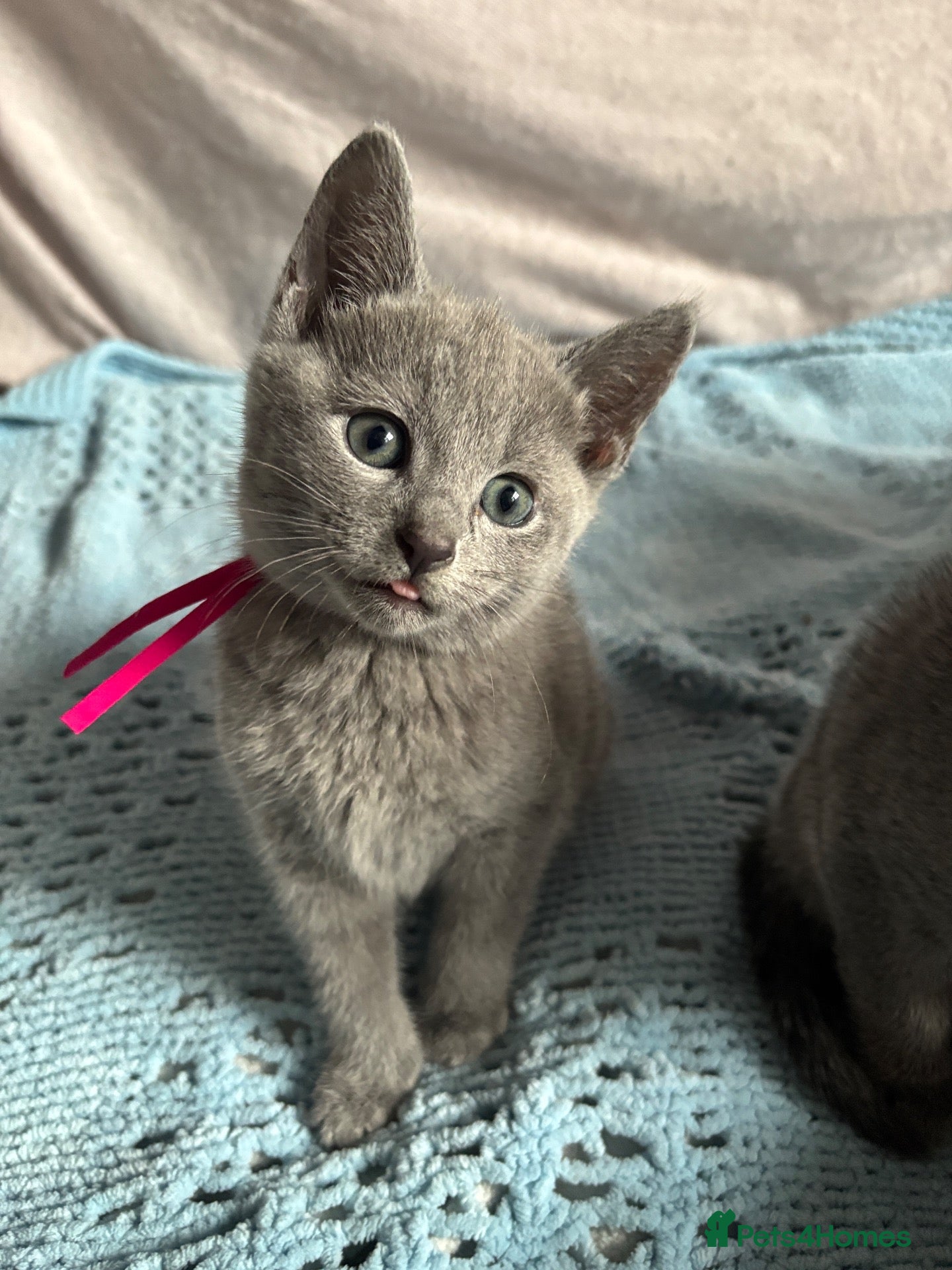 Russian Blue cats TOP PEDIGREE RUSSIAN BLUE KITTENS 🐱 - Advert 2