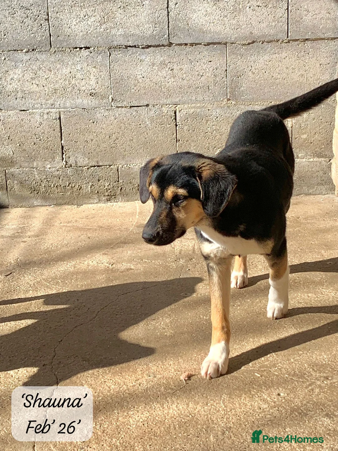 Mixed Breed dogs for adoption: Shauna, 6 months approx. Available for adoption. in Brixham - Advert 2