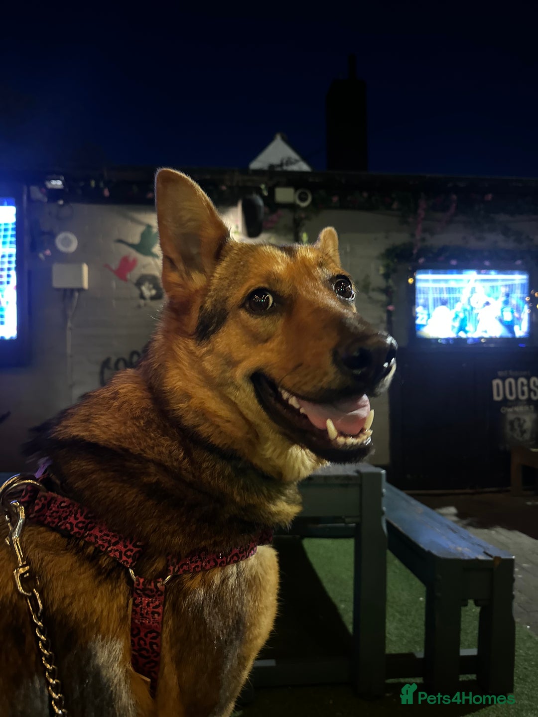 Mixed Breed dogs for sale: 2 year old mixed German Shepard  - Advert 6