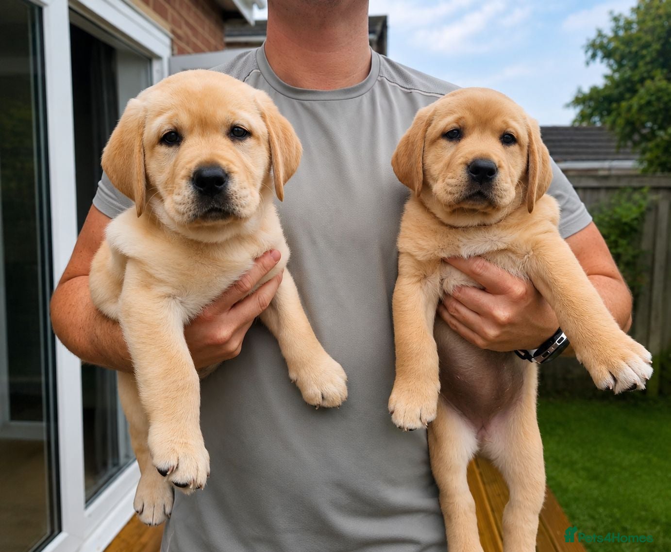 Labrador Retriever dogs Golden Labrador Puppies - Advert 1