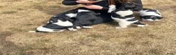 Sprocker dogs for sale: Sprocker spaniel puppies - Advert 7