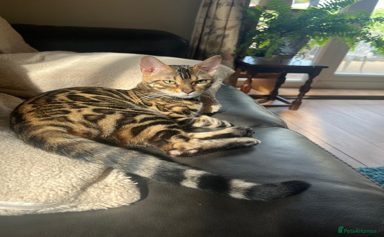 Bengal cats - Advert 16