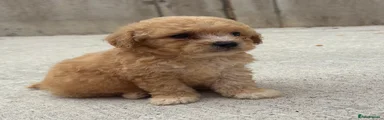 Poochon 1