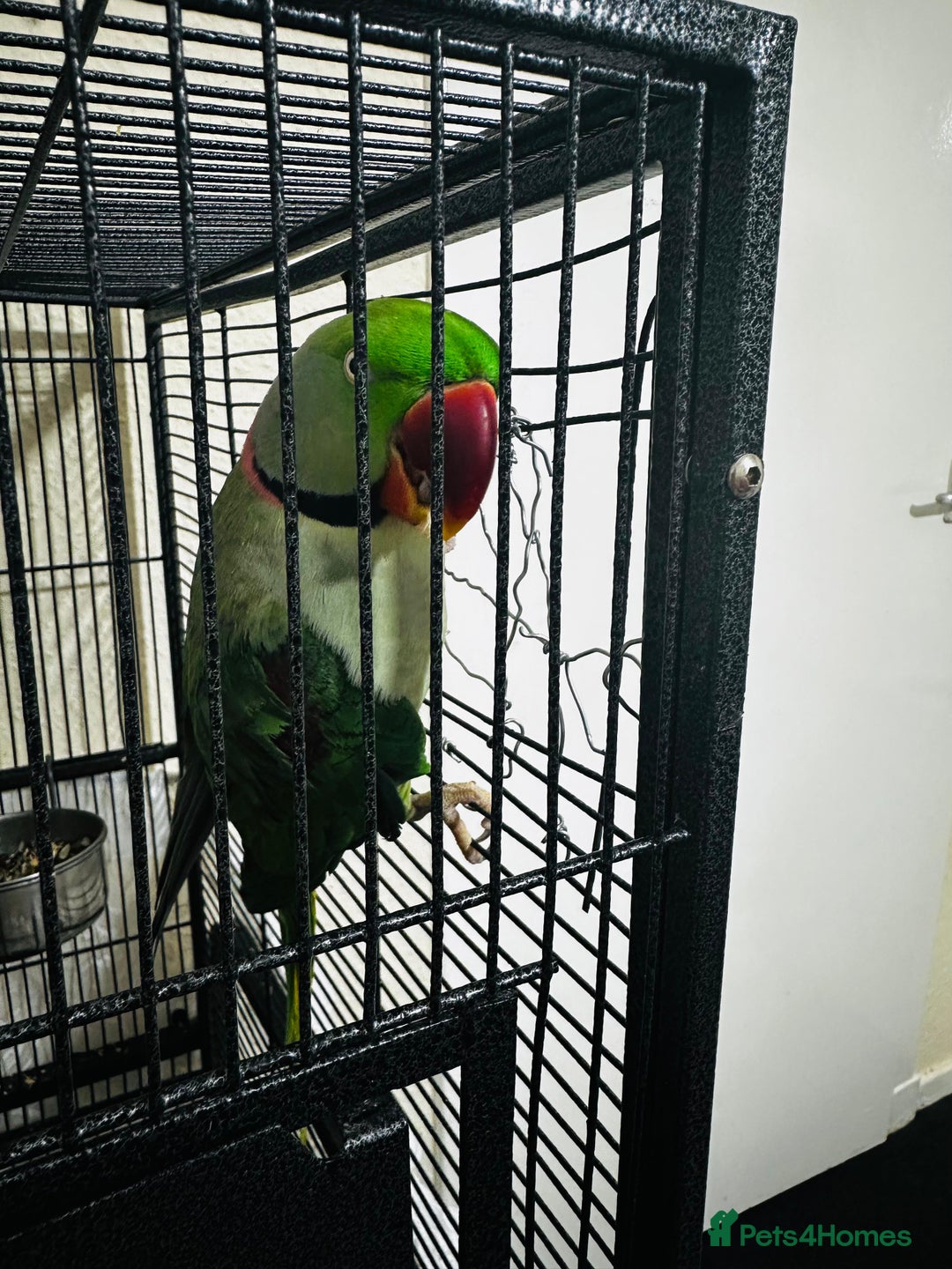 Parrots birds for sale: Alexandrine  - Image 2