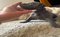 Staffordshire Bull Terrier dogs for sale: Blue Staffordshire terrier puppies/ 1 girl left  in Bristol - Image 4