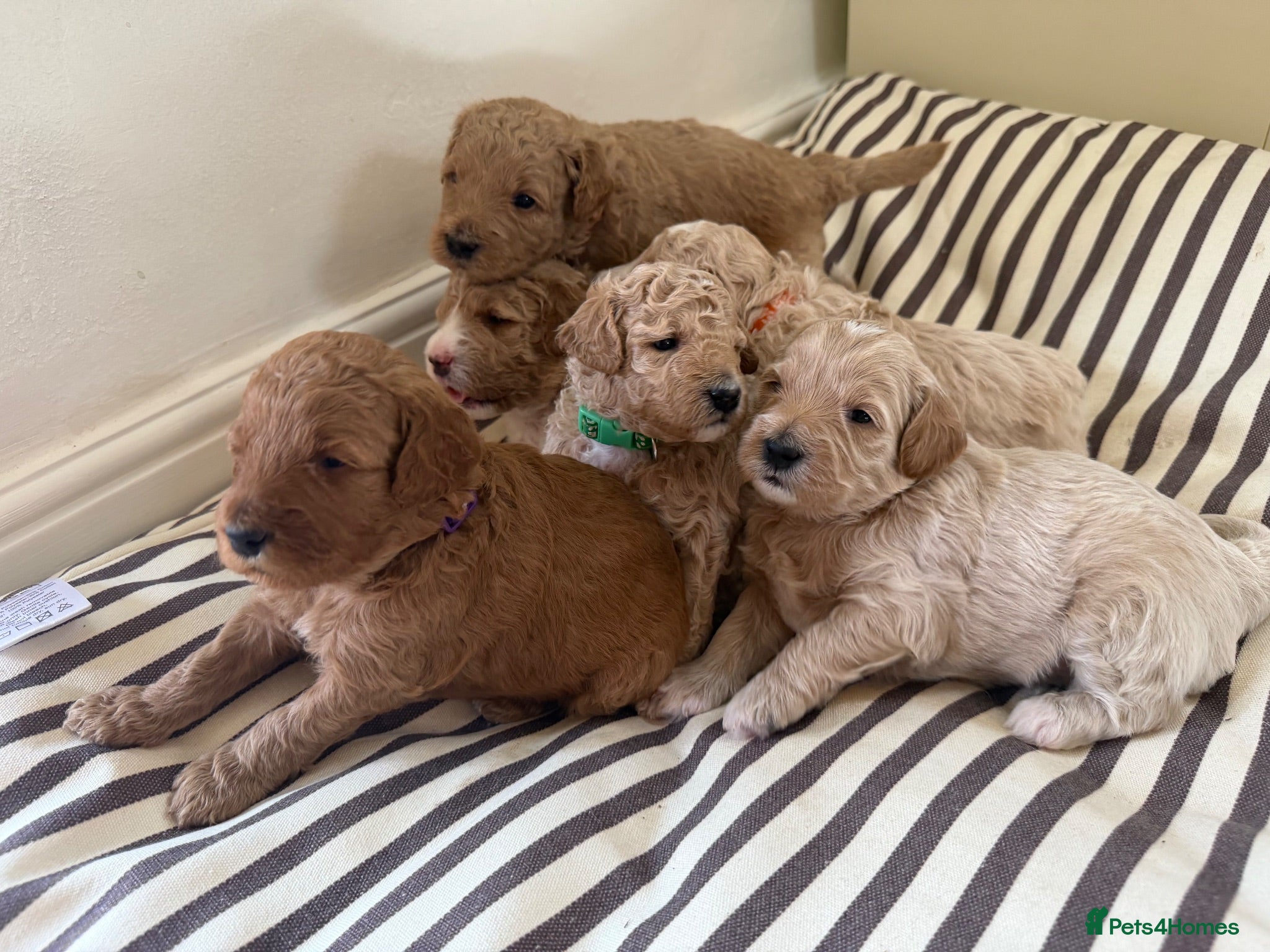 Mixed Breed dogs 🐾 Australian Double Doodle Puppies 🐾 - Advert 1