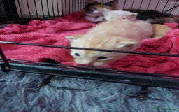Mixed Breed cats for sale: Beautiful ginger boy kitten - Image 12