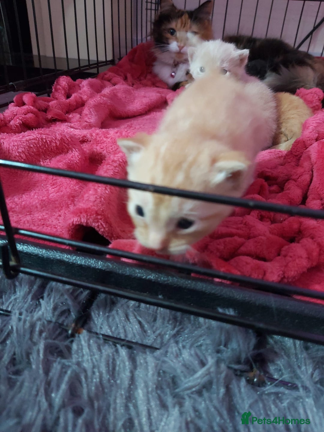 Mixed Breed cats for sale: Beautiful ginger boy kitten - Image 12