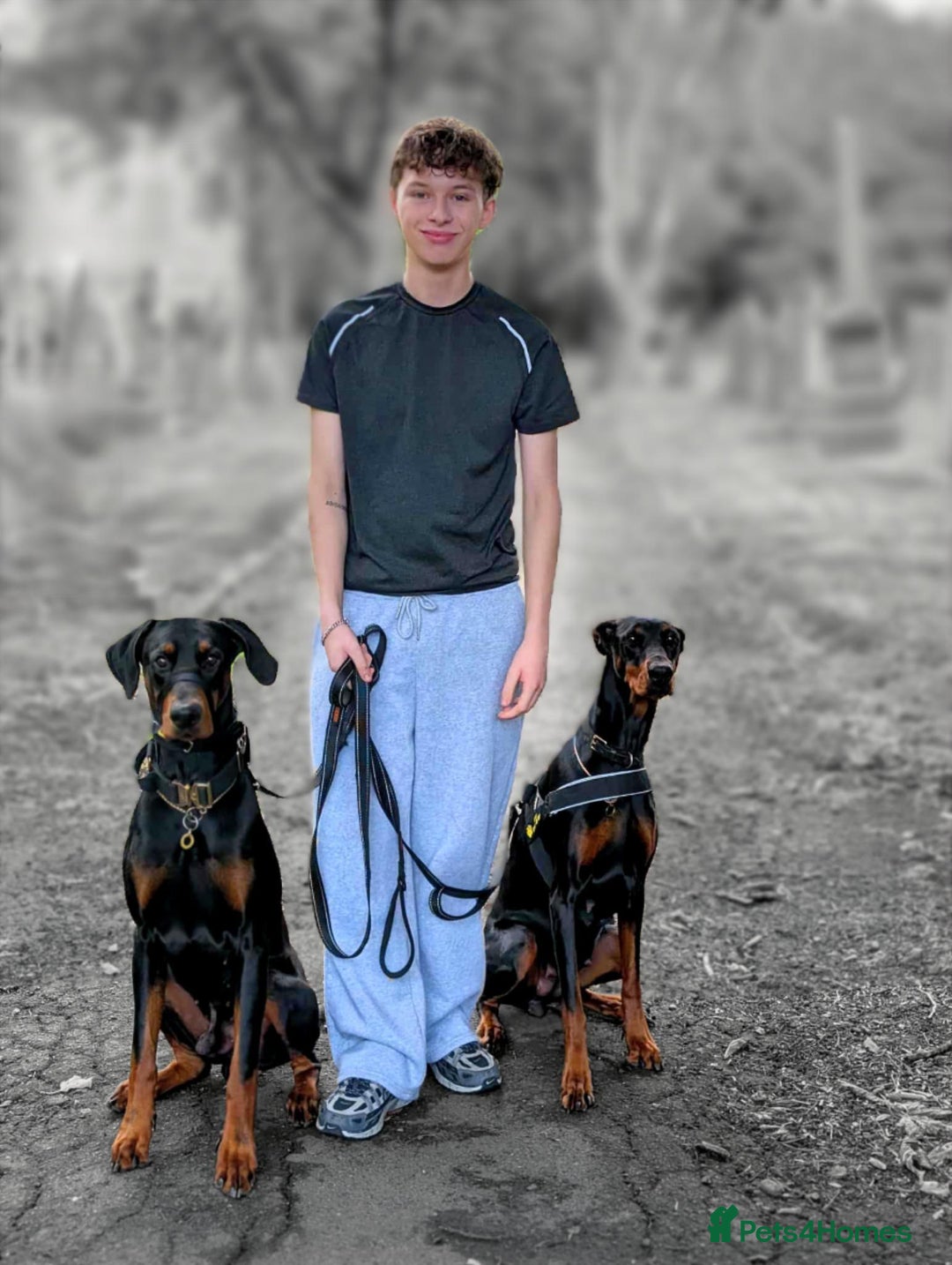 Dobermann dogs for sale: #ShadowdairDobermans #Pregnancy#DobermanLove - Image 7