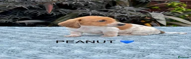 PEANUT 