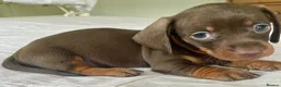 Miniature Dachshund dogs for sale: Choc/Tan Mini Smooth Dachshund Pups in Camborne - Advert 3