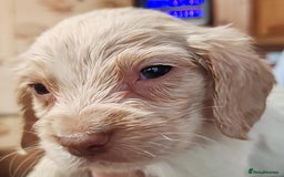 Sprocker dogs for sale: Gorgeous Sprocker Spaniel puppies. - Image 7