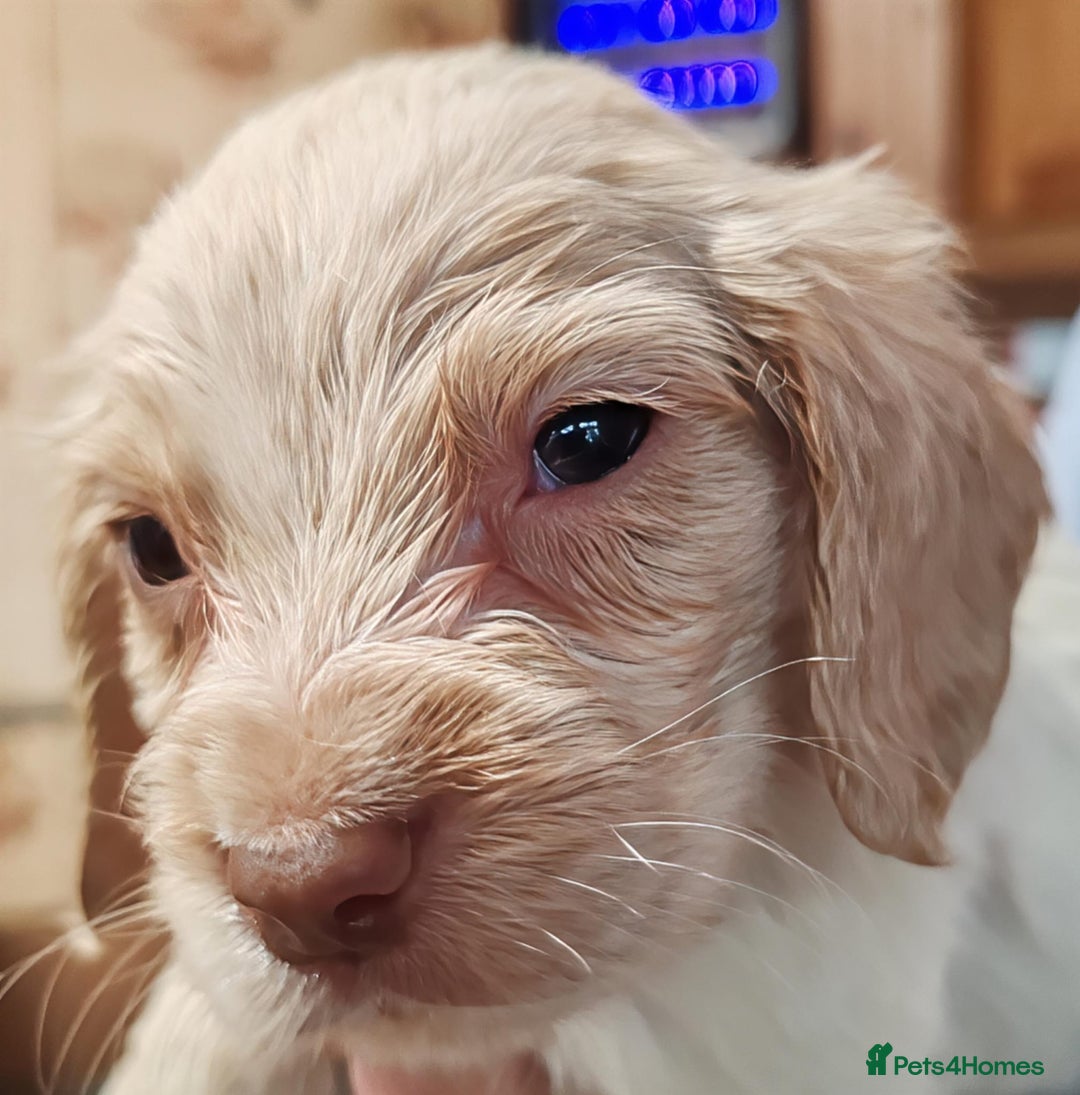 Sprocker dogs for sale: Gorgeous Sprocker Spaniel puppies. - Image 7