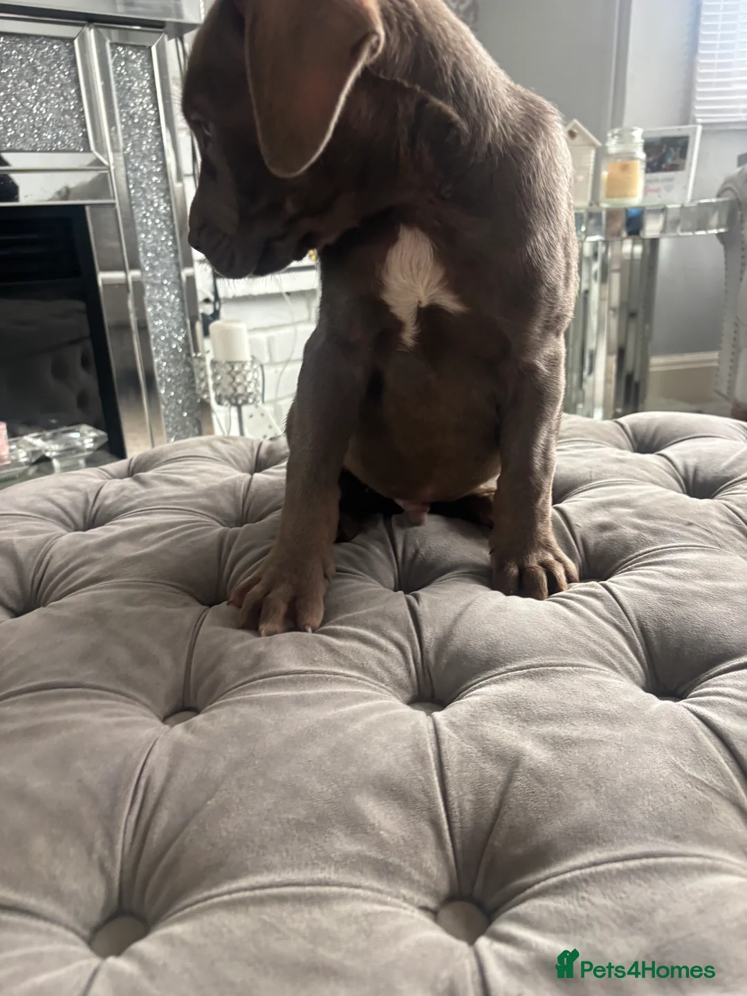 Neapolitan Mastiff dogs for sale: Neapolitan mastiff champion bloodline - Advert 15