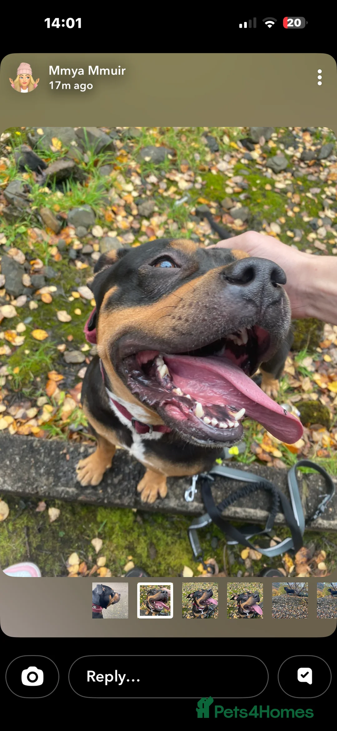 American Bully dogs for stud: Standard American Bully in Alva - Advert 1