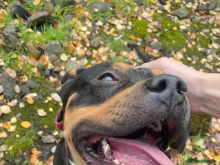 American Bully dogs Standard American Bully in Alva - Advert 7