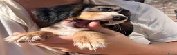 Cocker Spaniel dogs for sale: Outstanding cocker spaniel puppies - Advert 38