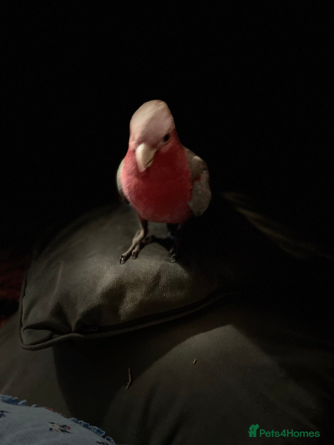 Cockatoo birds for sale: Male Galah cockatoo with cage - Advert 3