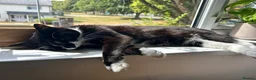 British Shorthair cats for sale: 2 cats looking for forever home in Salisbury - Advert 9