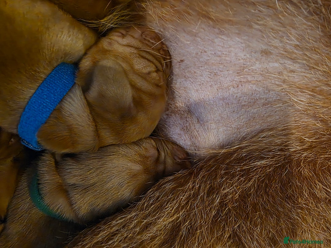 Mixed Breed dogs for sale: Hungarian vizsla cross cocker spaniel puppies - Advert 19